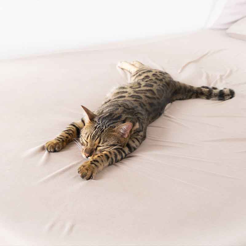 TEDBED(テッドベッド)ジャパンの自分に合うマットレスの選び方